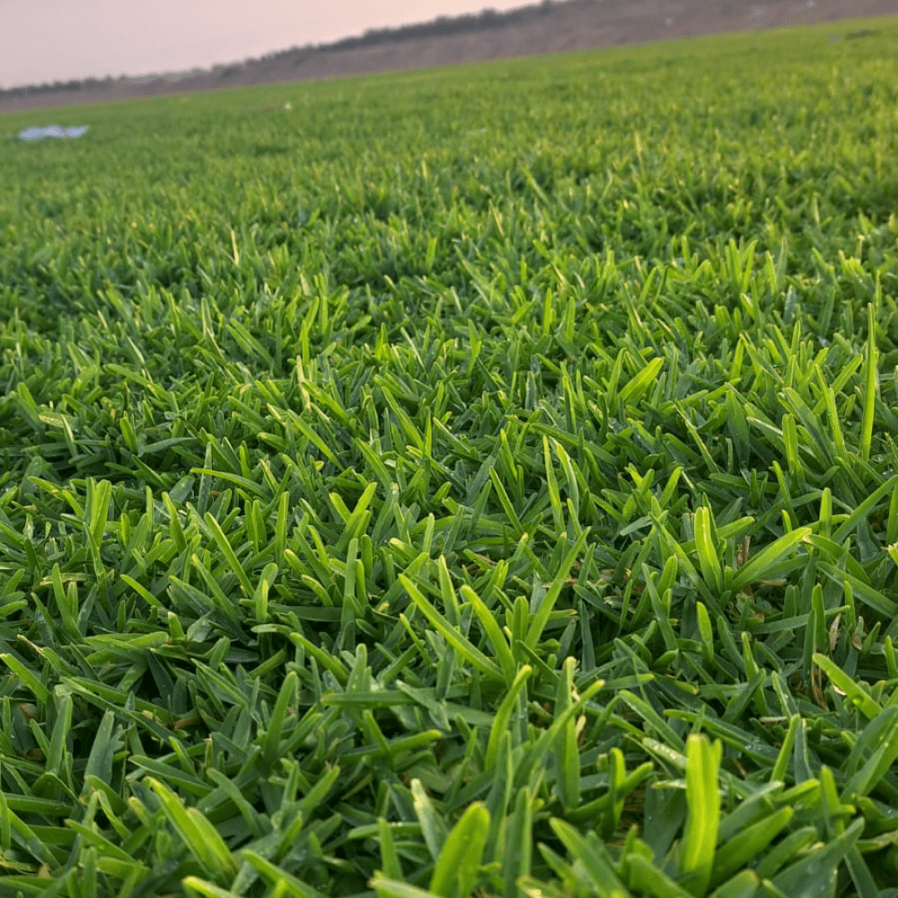 الياباني الدرجه الاولى